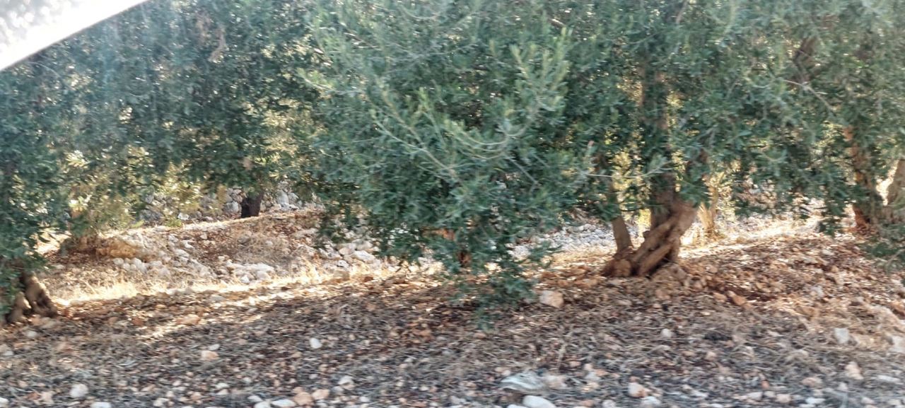 Land for sale in Koura