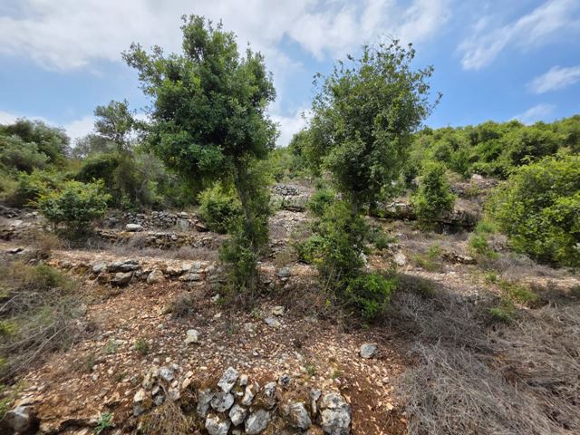 Land with a mountain view for sale in Batroun - photo 2