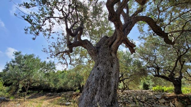 Sea-view land for sale in Berbara, Jbeil - photo 3