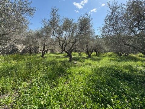 Land with a mountain view for sale in Rihani, Jbeil - photo 3
