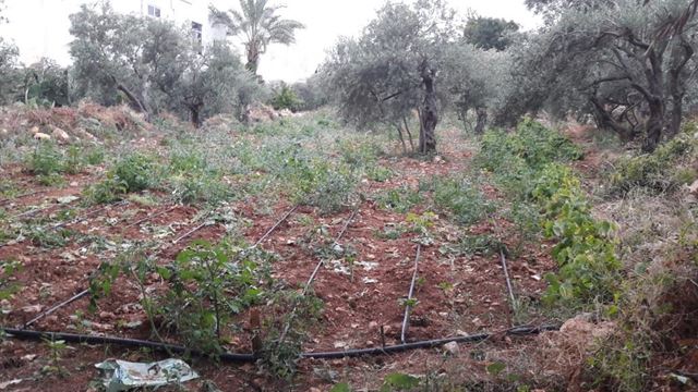 Sea-view land for sale in Aamchit, Jbeil - photo 3