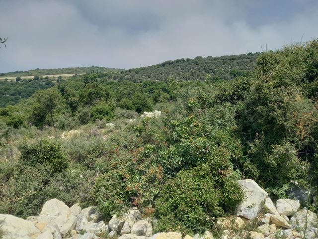 Sea-view land for sale in Bekhaaz, Jbeil - photo 3