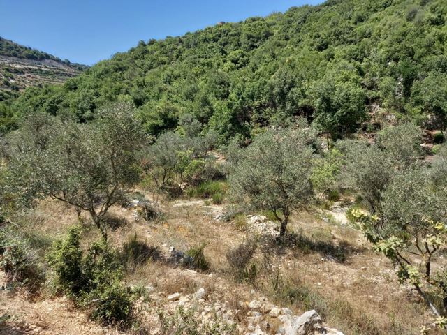 Land with a mountain view for sale in Batroun - photo 2