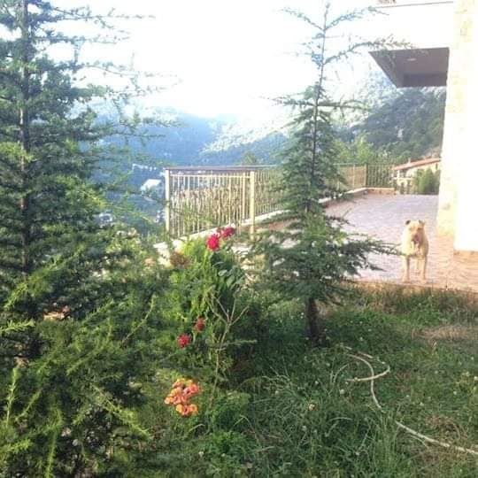 Sea-view villa for sale in Chahtoul, Keserwan - photo 3