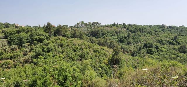 Land for sale in Dibbiye, Chouf - photo 3