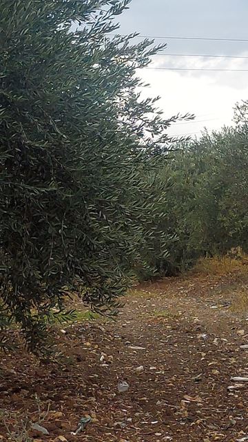 Land with a mountain view for sale in Koura - photo 2