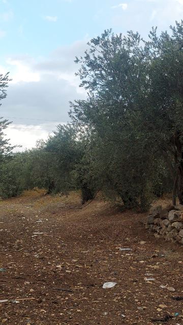 Land with a mountain view for sale in Koura - photo 3