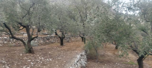 Land with a mountain view for sale in Koura - photo 3