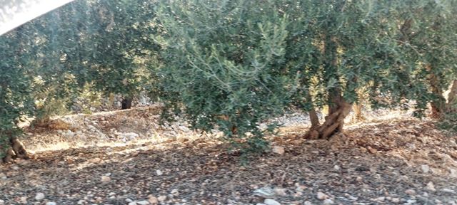 Land for sale in Koura