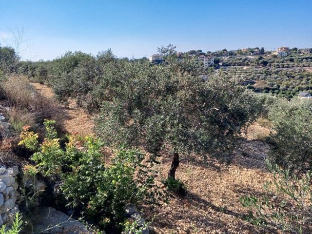 Land for sale in Batroun