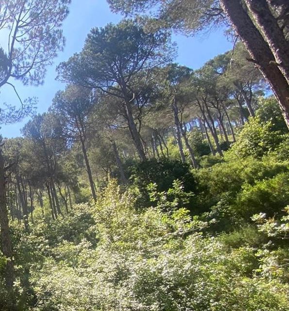 Land for sale in Salima, Baabda