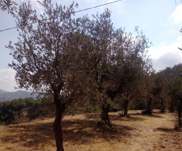 Land for sale in Kfar Matta, Aley