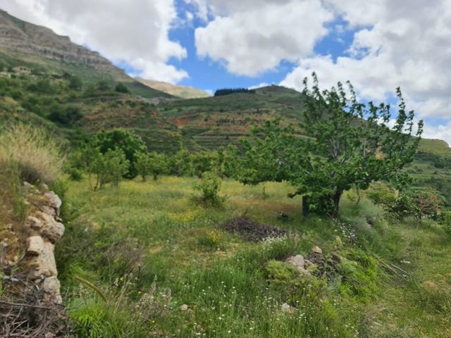 Land for sale in Batroun - photo 2
